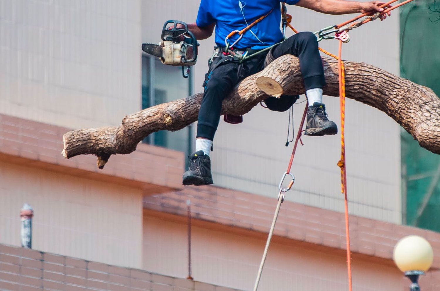 tree-trimming